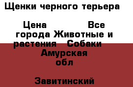 Щенки черного терьера › Цена ­ 35 000 - Все города Животные и растения » Собаки   . Амурская обл.,Завитинский р-н